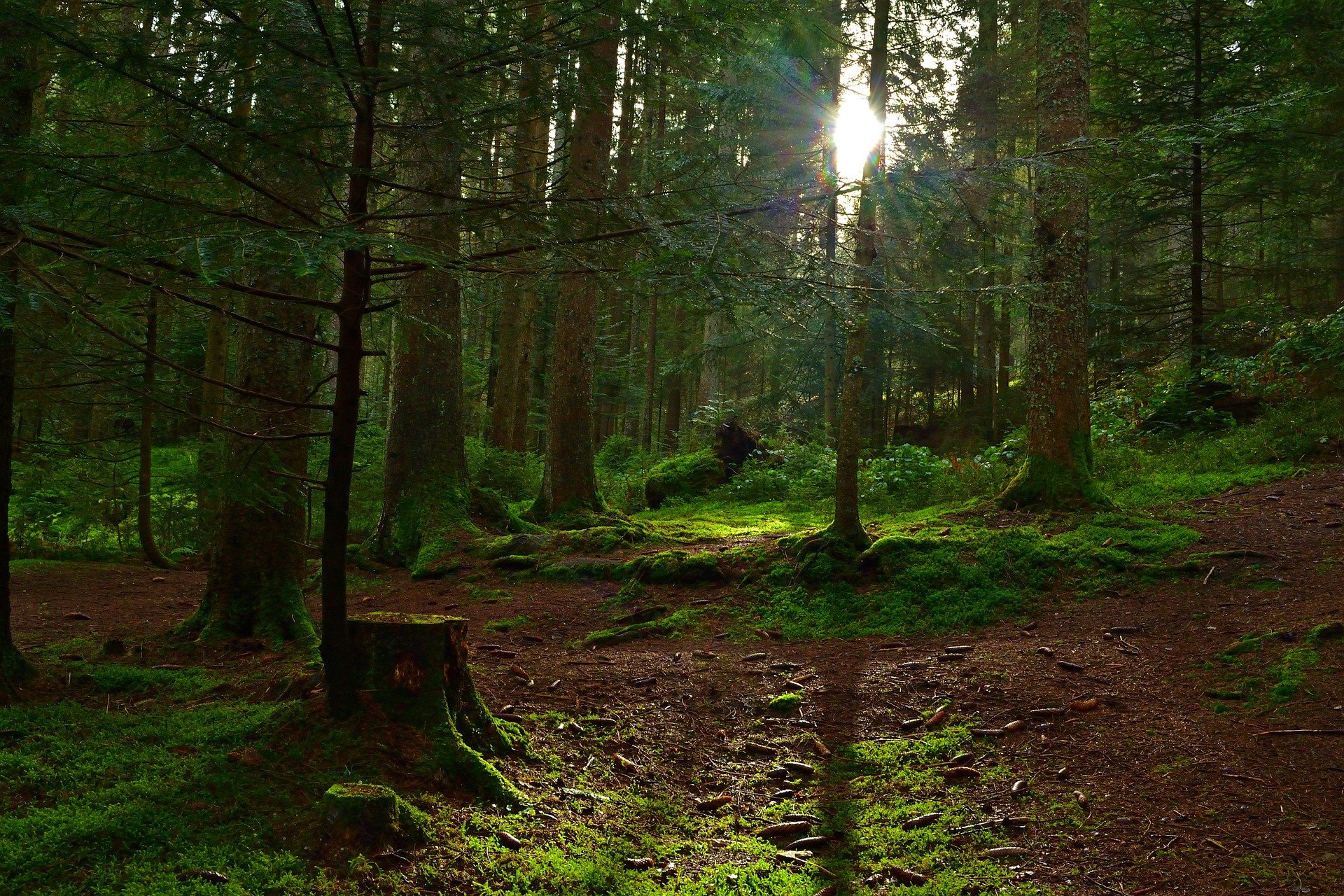 forest-4657473-1920